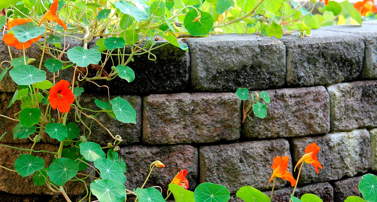 How to build a retaining wall